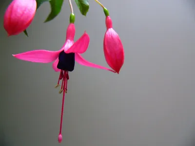 Файл:Fuchsia-flower.jpg — Викисклад картинки