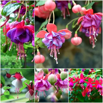 1000-Fuchsia Цветочные семена для посадки-многолетник Высокая скорость прорастания картинки