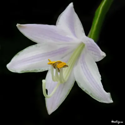 Цветок хосты - Fleur d' Hosta | Хоста (Asparagaceae) Хоста (… | Flickr картинки