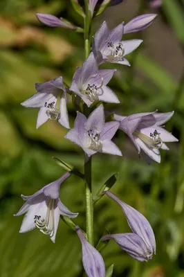 Премиум Фото | Hosta lat hosta) — род многолетних травянистых растений семейства спаржевых. картинки