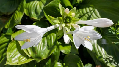 Августовская лилия белая Hosta plantaginea Grandiflora - Фото №8522 - motosha | Бесплатные стоковые фото картинки