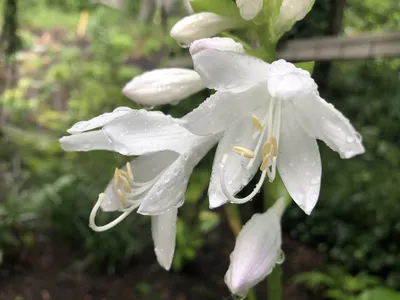 Hosta plantaginea (августовская лилия, фанкия, хоста, подорожник лилия) | Набор инструментов для садовых растений Северной Каролины картинки