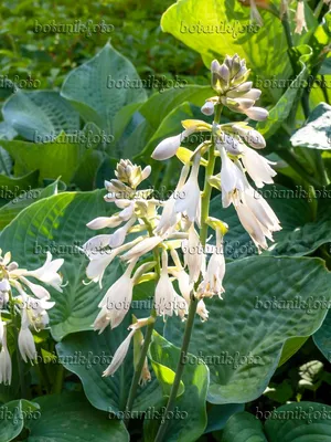 Лилия подорожника (Hosta sieboldiana 'Elegans') - 439017 - Изображения растений и садов - botanikfoto картинки