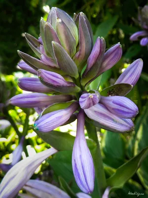 Бутоны хосты - Fleur d'hosta en boutons | Hosta (Aspara… | Flickr картинки