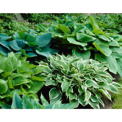 Bloomsz Hosta Mixture Bareroot (3 упаковки) 09323 - The Home Depot картинки