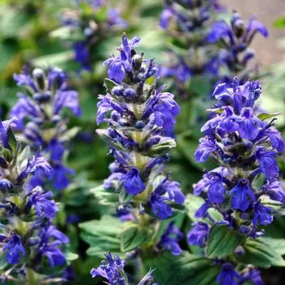 Salvia Farinacea Засухоустойчивые семена полевых цветов синего шалфея картинки