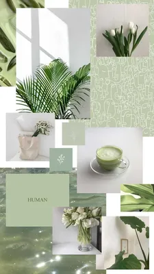 Sage Green Aesthetic Wallpapers - Лучшие бесплатные обои Sage Green Aesthetic - WallpaperAccess картинки