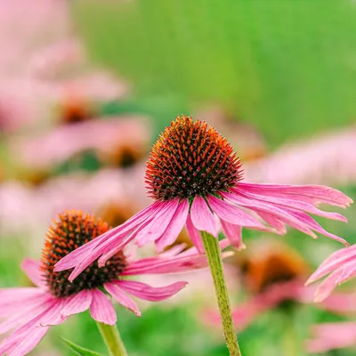 Эхинацея пурпурная (Echinacea purpurea) цветок, лист, уход, использование - PictureThis картинки