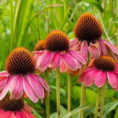 Amazon.com : PowWow Wild Berry Echinacea Flower Garden Seeds (Purple Coneflower) - 100 семян - семена многолетних цветов для садоводства - Echinacea purpurea : патио, газон и сад картинки