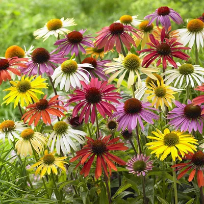 Van Zyverden Echinacea Cone Flower Смешанный набор из 10 корней растений Full Sun - Walmart.com картинки