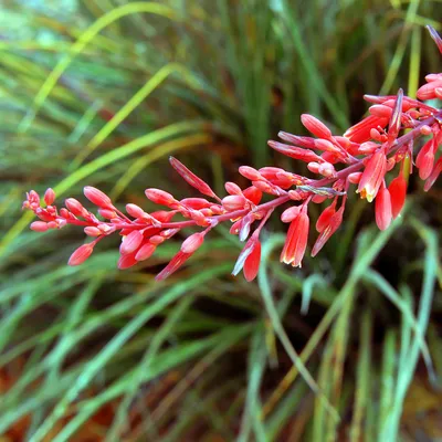 Hesperaloe parviflora - Юкка красная | Вестерн Стар Питомники картинки