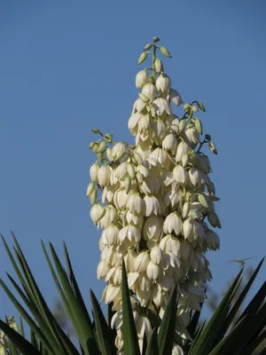 Yucca aloifolia (Aloe Yucca, Dagger Plant, Испанский штык, Испанский кинжал) | Набор инструментов для садовых растений Северной Каролины картинки