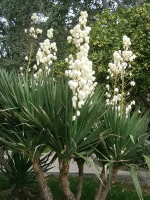 Yucca gloriosa (курганная лилия юкка, испанский кинжал, испанский кинжал юкка) | Набор инструментов для садовых растений Северной Каролины картинки