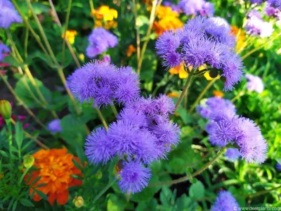 Как посадить цветок мулине (Ageratum houstonianum) - Dear Plants картинки