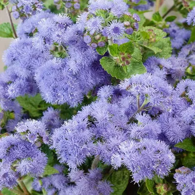 Семена агератума - однолетние цветы Blue Floss Flower картинки