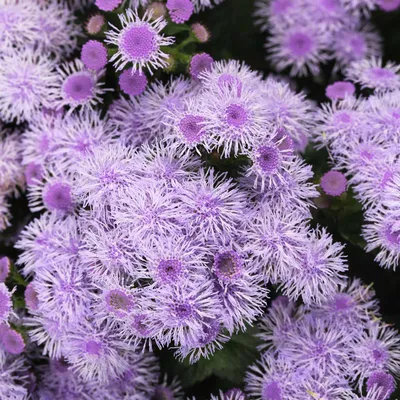 Ageratum - Blue Horizon Flower Garden Seeds - Pack of ~100 Seeds - Ageratum houstonianum - Walmart.com картинки