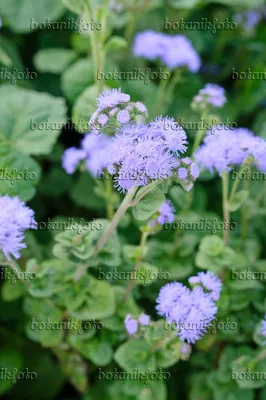 Цветок мулине (Ageratum houstonianum 'Blue Horizon') - 475096 - Изображения растений и садов - botanikfoto картинки