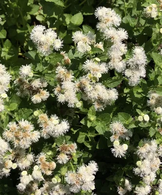 Ageratum houstonianum (агератум, голубая козявка, голубая норка, цветок нити, мексиканский агератум) | Набор инструментов для садовых растений Северной Каролины картинки