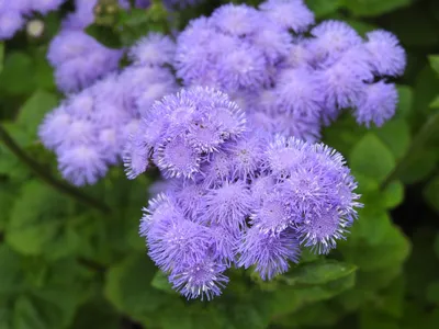 Ageratum houstonianum (агератум, голубая козявка, голубая норка, цветок нити, мексиканский агератум) | Набор инструментов для садовых растений Северной Каролины картинки