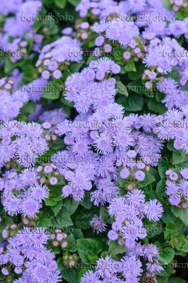 Цветок мулине (Ageratum houstonianum 'Leilani Blue') - 487091 - Изображения растений и садов - botanikfoto картинки