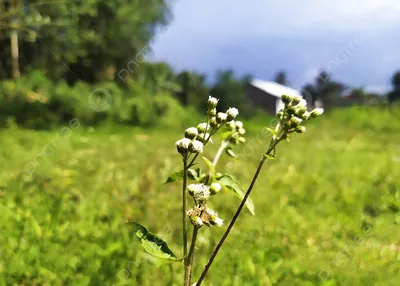 Цветочные сорняки Ageratum Conyzoides в поле Фон и изображение для бесплатной загрузки - Pngtree картинки