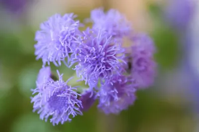 Ageratum houstonianum 'Голубая норка' | Всемирный журнал садовников BBC картинки