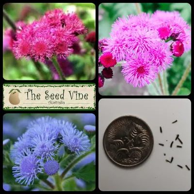 Ageratum houstonianum - Floss Flower Mixed Colors - The Seed Vine картинки