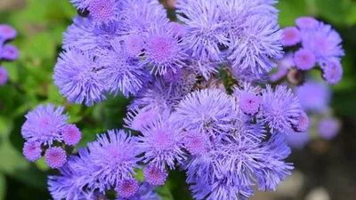 Купить лучшие семена цветов Ageratum Ball Mix картинки