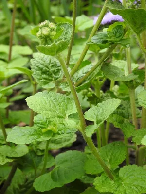 Ageratum houstonianum (агератум, голубая козявка, голубая норка, цветок нити, мексиканский агератум) | Набор инструментов для садовых растений Северной Каролины картинки