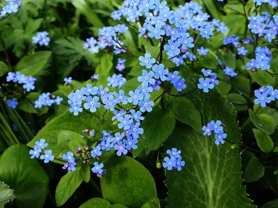 Файл:Brunnera-macrophhylla-1.jpg — Википедия картинки