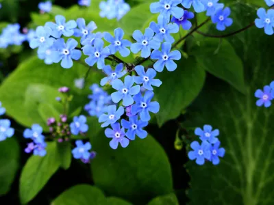 Файл:Brunnera-macrophhylla-2.jpg — Викисклад картинки