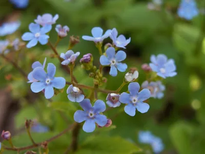 Brunnera macrophylla (Бруннера крупнолистная, незабудка ложная, бруннера крупнолистная, клоповник сибирский) | Набор инструментов для садовых растений Северной Каролины картинки