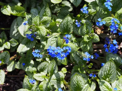 Файл:Brunnera macrophylla 'Sea Heart' Brunnera wielkolistna 01.05.2017.jpg — Wikimedia Commons картинки