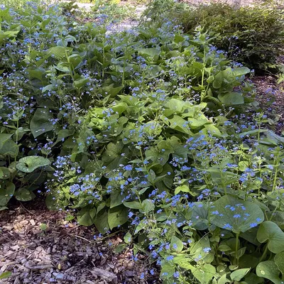 Brunnera macrophylla - Midwest Groundcovers, LLC картинки