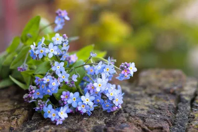 Brunnera macrophylla – советы и рекомендации по наилучшему уходу картинки