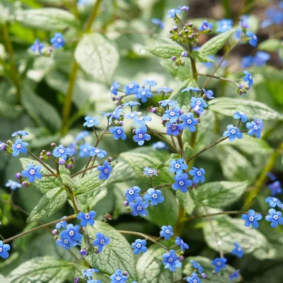 Воронец сибирский (Brunnera macrophylla) цветок, лист, уход, использование - PictureThis картинки