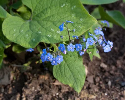 Brunnera macrophylla (Бруннера крупнолистная, незабудка ложная, бруннера крупнолистная, клоповник сибирский) | Набор инструментов для садовых растений Северной Каролины картинки