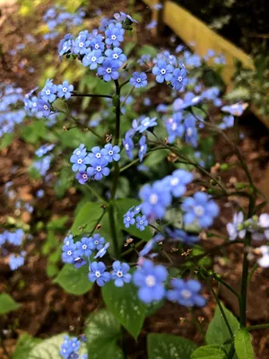 Brunnera macrophylla 'Jack Frost' - Worfield Plants картинки