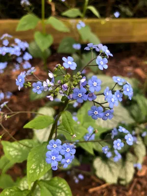 Brunnera macrophylla 'Jack Frost' - Worfield Plants картинки