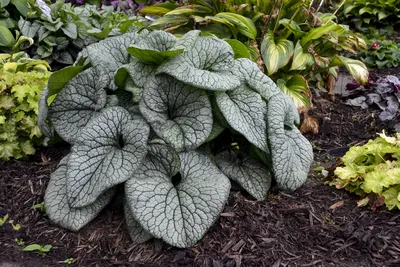 Queen of Hearts' - Heartleaf Brunnera - Brunnera macrophylla | Проверенные победители картинки