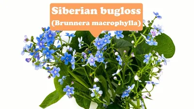 Воронец сибирский (Brunnera macrophylla) цветок, лист, уход, использование - PictureThis картинки