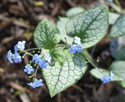 Brunnera macrophylla (Бруннера крупнолистная, незабудка ложная, бруннера крупнолистная, клоповник сибирский) | Набор инструментов для садовых растений Северной Каролины картинки