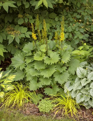 Джек Фрост - Бруннера сердцелистная, Жулик сибирский - Brunnera macrophylla | Проверенные победители картинки