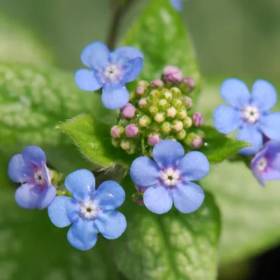 Купить Сибирский жучек Brunnera macrophylla Jack Frost (PBR) за 9,99 фунтов стерлингов. Доставка Крокусом. картинки