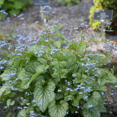 Купить Сибирский жучек Brunnera macrophylla Jack Frost (PBR) за 9,99 фунтов стерлингов. Доставка Крокусом. картинки