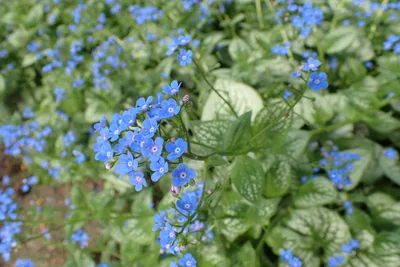 Файл:Brunnera macrophylla 'Sea Heart' kz03.jpg — Wikimedia Commons картинки