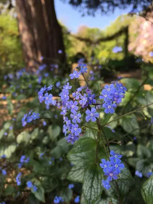 Brunnera macrophylla 'Jack Frost': садоводство картинки