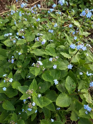 Großblättriges Kaukasusvergissmeinnicht - Kräutergarten Urban картинки