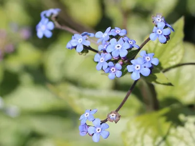 Kaukasus-Vergissmeinnicht 'Jack Frost' ® для Deinen Garten! картинки