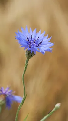 Скачать 938x1668 василек, цветок, полевой цветок, макро обои, картинки iphone 8/7/6s/6 for parallax картинки